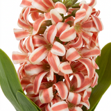 Artificial Flower Plant with Ceramic Pot Coral Pink - 30cm