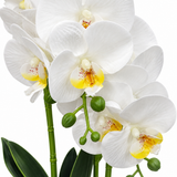 Artificial Orchid Flower Plant in Ceramic Pot White  – 40cm