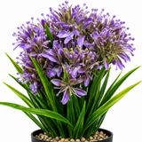 Zeem Artificial Flower Plant in Black Plastic Pot - 28cm