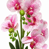 Artificial Orchid Flower Plant with Ceramic Pot Pink & White - 40cm
