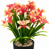 Zeem Artificial Flower Plant in Black Plastic Pot - 28cm