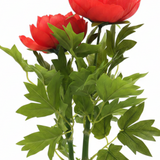 Artificial Flower Plant Red with White Plastic Pot - 40cm