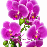 Artificial Orchid Flower Plant with Ceramic Pot Purple - 40cm