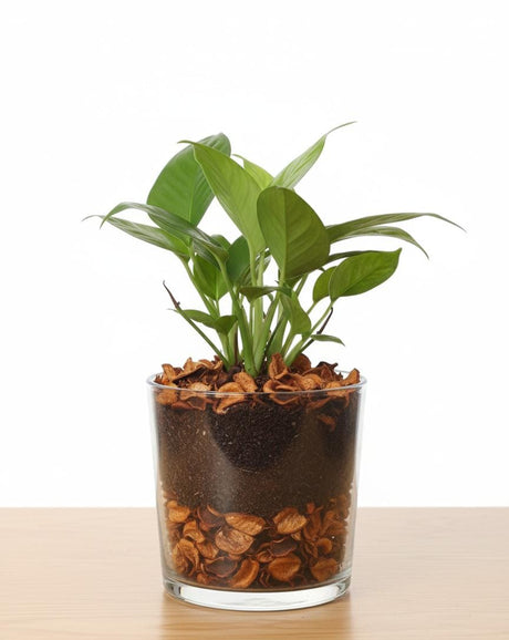 AKDC Aroma Decor Premium Artificial Dried Leaves Potpourri – Vibrant Orange Tone – 400 g Home Fragrance & Décor Mix - Al Kabayel Discount CentreAKDC Aroma Decor Premium Artificial Dried Leaves Potpourri – Vibrant Orange Tone – 400 g Home Fragrance & Décor MixArtificial FloraAKDCAl Kabayel Discount Centre