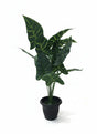 AKDC Artificial Alocasia Potted Plant - Realistic Plastic Leaves in a Sturdy Plastic Pot, No Watering Needed, 54 cm Height," - Features plastic leaves that authentically mimic the bold, arrow - shaped foliage of real alocasia. - Al Kabayel Discount CentreAKDC Artificial Alocasia Potted Plant - Realistic Plastic Leaves in a Sturdy Plastic Pot, No Watering Needed, 54 cm Height," - Features plastic leaves that authentically mimic the bold, arrow - shaped foliage of real alocasia.Artificial FloraAKD
