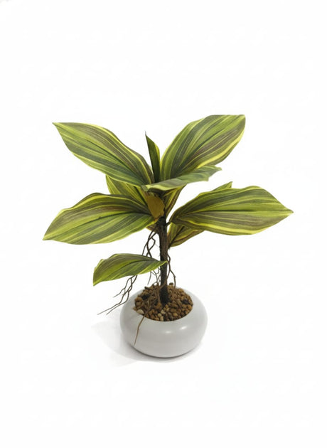 AKDC Artificial Kiwi Plant - Plastic with Ceramic Pot, Exotic Vines for Tropical Home Decor Inspiration, 35 cm," - Plastic kiwi vines for exotic look. - Al Kabayel Discount CentreAKDC Artificial Kiwi Plant - Plastic with Ceramic Pot, Exotic Vines for Tropical Home Decor Inspiration, 35 cm," - Plastic kiwi vines for exotic look.Artificial FloraAKDCAl Kabayel Discount Centre