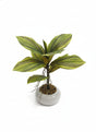 AKDC Artificial Kiwi Plant - Plastic with Ceramic Pot, Exotic Vines for Tropical Home Decor Inspiration, 35 cm," - Plastic kiwi vines for exotic look. - Al Kabayel Discount CentreAKDC Artificial Kiwi Plant - Plastic with Ceramic Pot, Exotic Vines for Tropical Home Decor Inspiration, 35 cm," - Plastic kiwi vines for exotic look.Artificial FloraAKDCAl Kabayel Discount Centre
