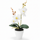 AKDC Ceramic White Pot With Polyster White Orchid Plant 31*7 cm - Al Kabayel Discount CentreAKDC Ceramic White Pot With Polyster White Orchid Plant 31*7 cmArtificial FloraAKDCAl Kabayel Discount Centre