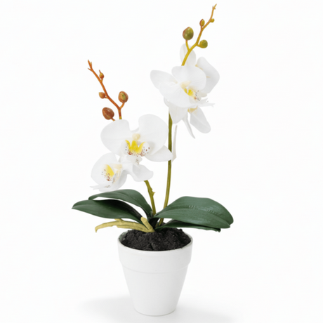 AKDC Ceramic White Pot With Polyster White Orchid Plant 31*7 cm - Al Kabayel Discount CentreAKDC Ceramic White Pot With Polyster White Orchid Plant 31*7 cmArtificial FloraAKDCAl Kabayel Discount Centre