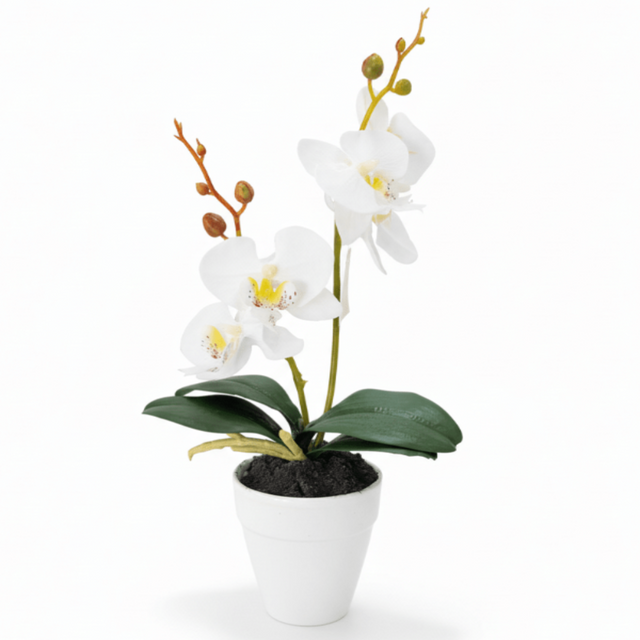 AKDC Ceramic White Pot With Polyster White Orchid Plant 31*7 cm - Al Kabayel Discount CentreAKDC Ceramic White Pot With Polyster White Orchid Plant 31*7 cmArtificial FloraAKDCAl Kabayel Discount Centre