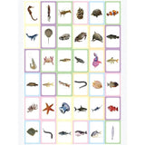 AKDC Ocean Fishs Flashcards, Early Education Awareness, 36 Cards - Al Kabayel Discount CentreAKDC Ocean Fishs Flashcards, Early Education Awareness, 36 CardsEducational ToysAKDCAl Kabayel Discount Centre