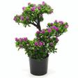 Artificial Bonsai Tree with Purple Blooms — 35cm | Black Vase | Premium Home Décor - Al Kabayel Discount CentreArtificial Bonsai Tree with Purple Blooms — 35cm | Black Vase | Premium Home DécorArtificial FloraAKDCAl Kabayel Discount Centre