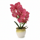 Artificial Phalaenopsis Orchid Plant in Plastic Pot - 36cm - White / Orange / Purple / Coral - Al Kabayel Discount CentreArtificial Phalaenopsis Orchid Plant in Plastic Pot - 36cm - White / Orange / Purple / CoralArtificial FloraAKDCAl Kabayel Discount Centre