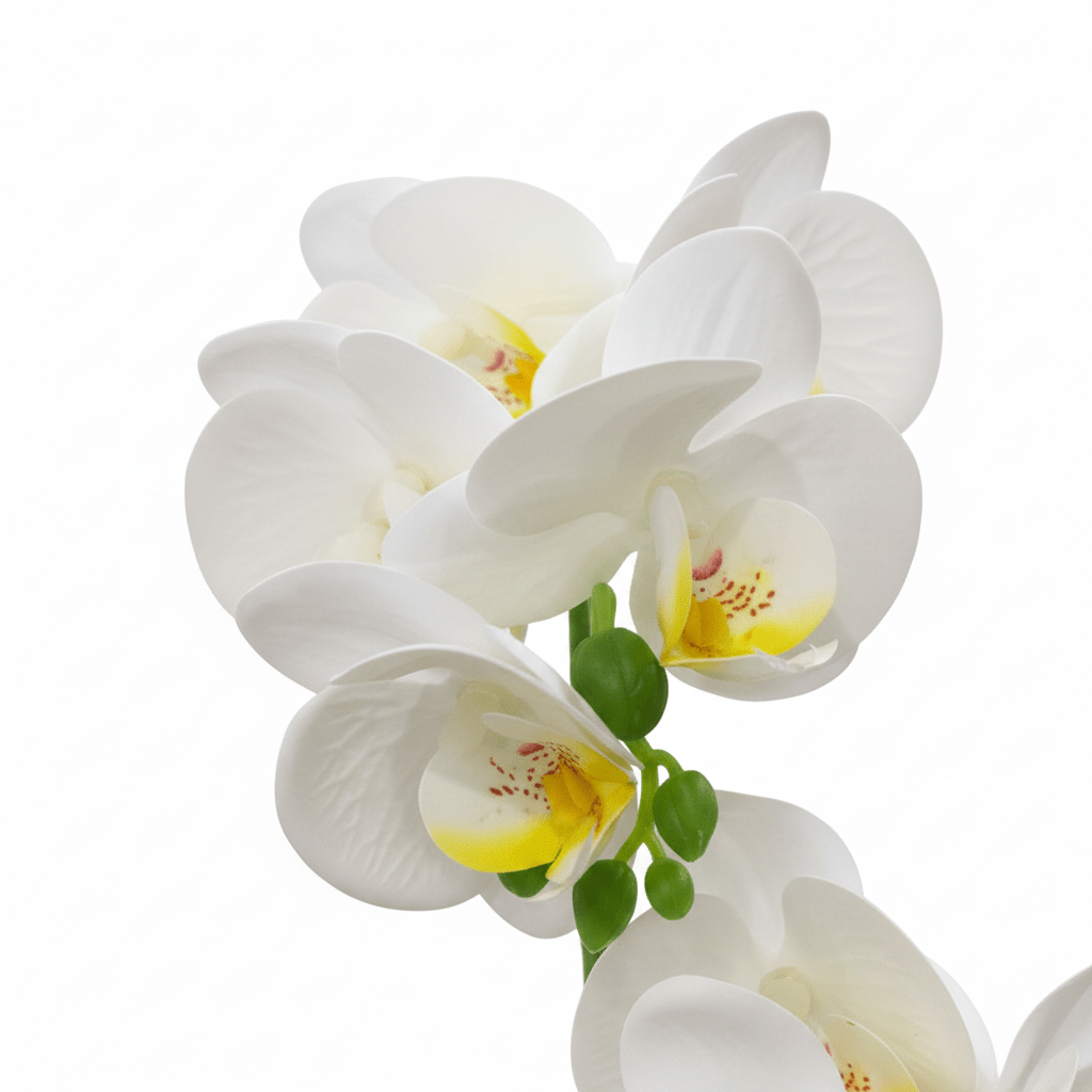 Artificial Phalaenopsis Orchid Plant in Plastic Pot - 36cm - White / Orange / Purple / Coral - Al Kabayel Discount CentreArtificial Phalaenopsis Orchid Plant in Plastic Pot - 36cm - White / Orange / Purple / CoralArtificial FloraAKDCAl Kabayel Discount Centre