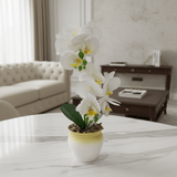 Artificial Phalaenopsis Orchid Plant in Plastic Pot - 36cm - White / Orange / Purple / Coral - Al Kabayel Discount CentreArtificial Phalaenopsis Orchid Plant in Plastic Pot - 36cm - White / Orange / Purple / CoralArtificial FloraAKDCAl Kabayel Discount Centre