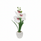 Artificial White Orchid Plant in Chalk Speckled Pot - 35cm - Al Kabayel Discount CentreArtificial White Orchid Plant in Chalk Speckled Pot - 35cmArtificial FloraAKDCAl Kabayel Discount Centre
