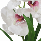 Artificial White Orchid Plant in Chalk Speckled Pot - 35cm - Al Kabayel Discount CentreArtificial White Orchid Plant in Chalk Speckled Pot - 35cmArtificial FloraAKDCAl Kabayel Discount Centre