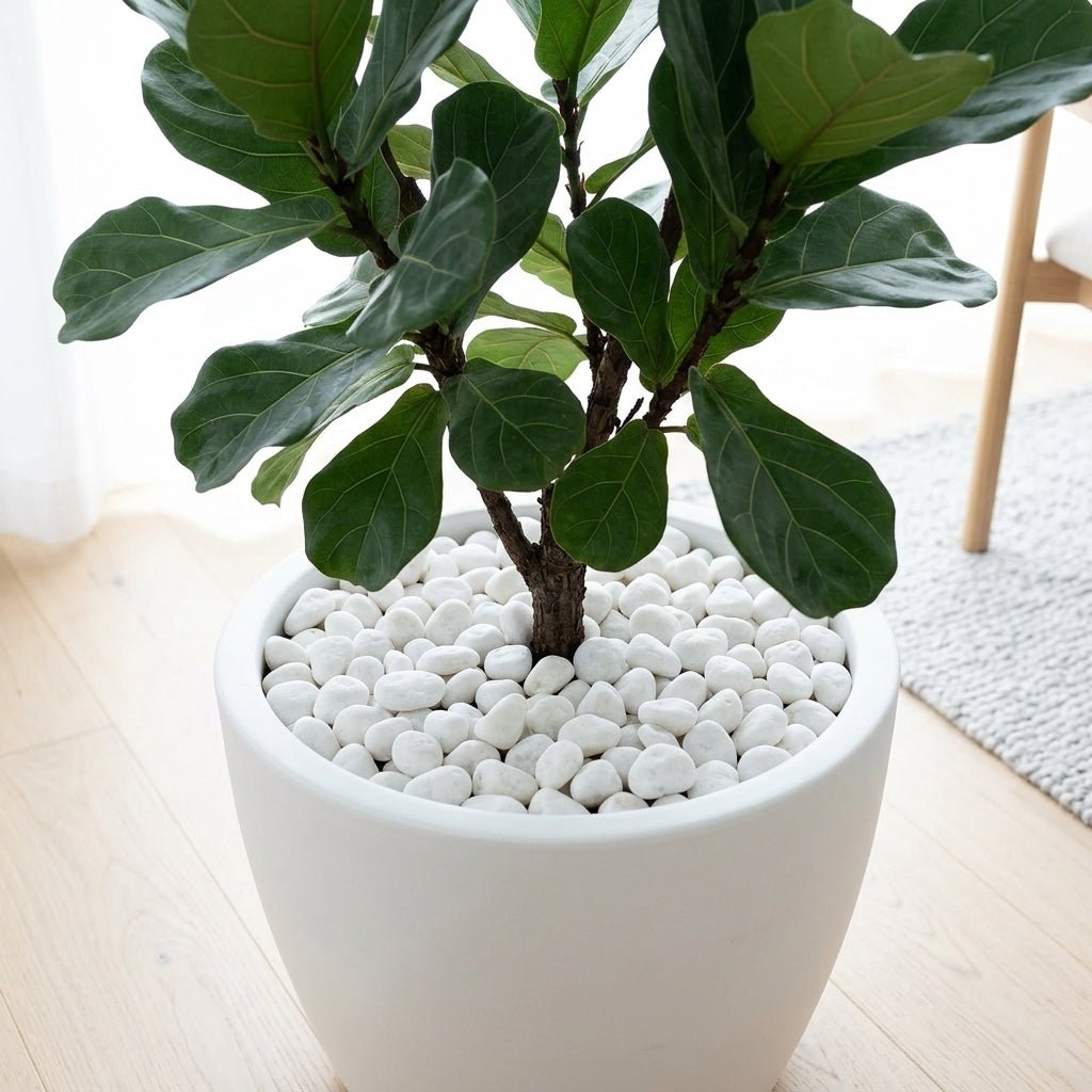 Decorative White Pebble Stones – Net Bag 80g - Al Kabayel Discount CentreDecorative White Pebble Stones – Net Bag 80gStonesAKDCAl Kabayel Discount Centre