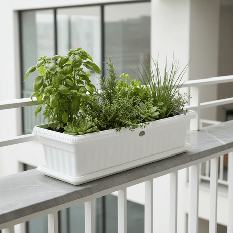 Family Plastic Winny Rectangular Planter Pot with Tray - 60×20 cm - White / Brown - Al Kabayel Discount CentreFamily Plastic Winny Rectangular Planter Pot with Tray - 60×20 cm - White / BrownFlower VaseFAMILYAl Kabayel Discount Centre