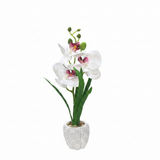 Artificial White Orchid Plant in Chalk Speckled Pot - 35cm