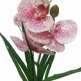 Pink & White Artificial Phalaenopsis Orchid Plant with Chalk Plastic Pot - 35cm