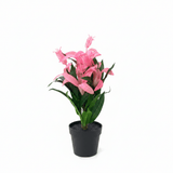 Marcolo Artificial Bromeliad Bonsai Plant with Black Plastic Pot - 28cm - Pink / Purple - Al Kabayel Discount CentreMarcolo Artificial Bromeliad Bonsai Plant with Black Plastic Pot - 28cm - Pink / PurpleArtificial FloraMARCOLAAl Kabayel Discount Centre