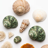 Mixed Decorative Seashells & Stones – 100g Net Bag - Al Kabayel Discount CentreMixed Decorative Seashells & Stones – 100g Net BagStonesAKDCAl Kabayel Discount Centre