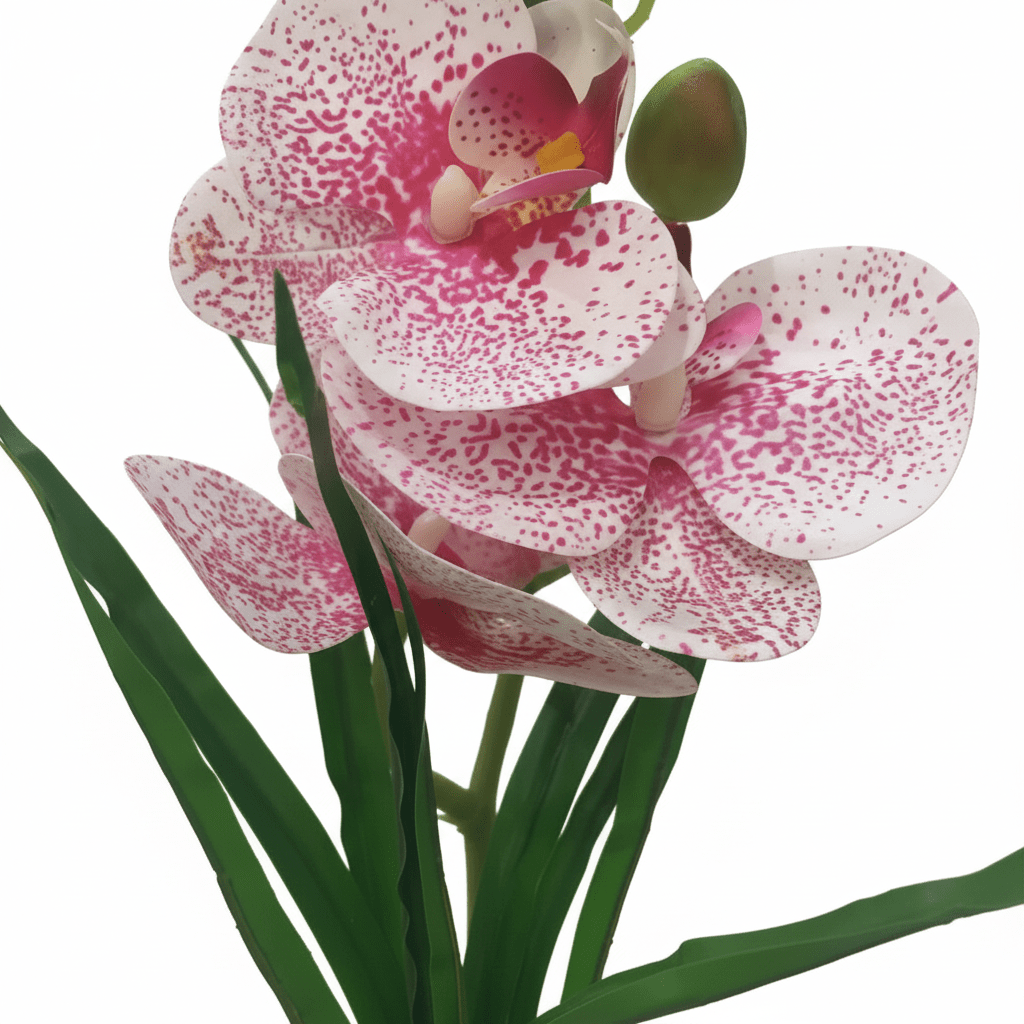 Pink & White Artificial Phalaenopsis Orchid Plant with Chalk Plastic Pot - 35cm - Al Kabayel Discount CentrePink & White Artificial Phalaenopsis Orchid Plant with Chalk Plastic Pot - 35cmArtificial FloraAKDCAl Kabayel Discount Centre