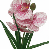 Pink & White Artificial Phalaenopsis Orchid Plant with Chalk Plastic Pot - 35cm - Al Kabayel Discount CentrePink & White Artificial Phalaenopsis Orchid Plant with Chalk Plastic Pot - 35cmArtificial FloraAKDCAl Kabayel Discount Centre
