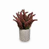 Zeem Artificial Flower Plant with White Chalk Pot - 20×8 cm - White / Yellow / Purple / Burgundy - Al Kabayel Discount CentreZeem Artificial Flower Plant with White Chalk Pot - 20×8 cm - White / Yellow / Purple / BurgundyArtificial FloraZEEMAl Kabayel Discount Centre