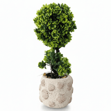 Zeem Ceramic Baige Pot With Polyster Green Plant 27*10 Cm - Al Kabayel Discount CentreZeem Ceramic Baige Pot With Polyster Green Plant 27*10 CmArtificial FloraZEEMAl Kabayel Discount Centre